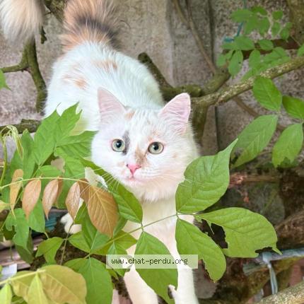 Photo 1/1 Coco Chat lost in Laventie