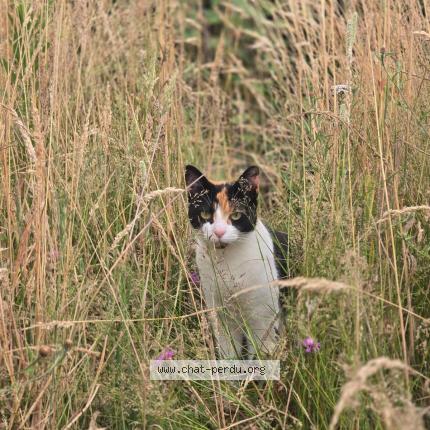 Photo 1/1 MENARD DEBORAH Chat lost in Saint mars du desert