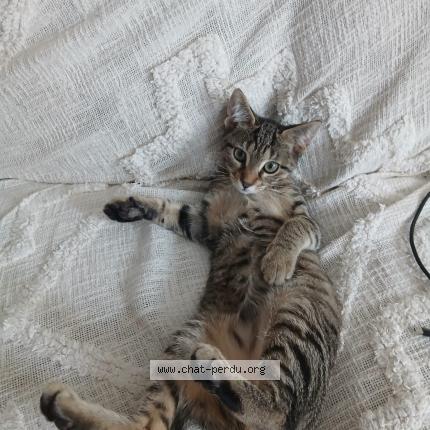 Photo 1/1 simba Chat lost in Lyon