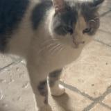 Picture of cat found at Saint Chef Arcisse