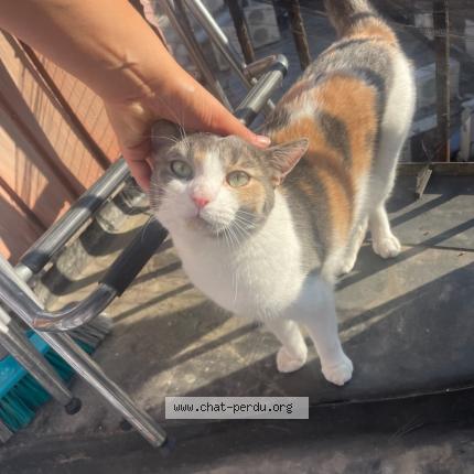 Photo 1/1 Zelie Chat lost in Lille