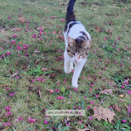 Photo 1/1 Found cat Found in Urgons