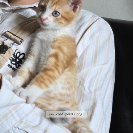 Photo 1/1 Flat Chat lost in Montfort le gesnois