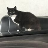 Picture of cat found at Lille