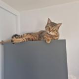 Picture of cat lost at Villenave D Ornon