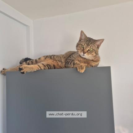 Photo 1/1 Yoko Chat lost in Villenave d ornon