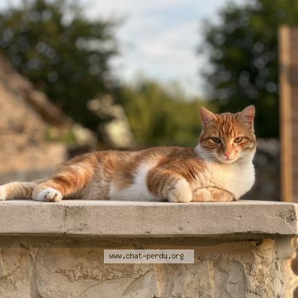 Photo 1/1 Luna Chat lost in Couloisy