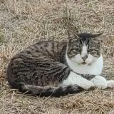 Picture of cat found at Lormont