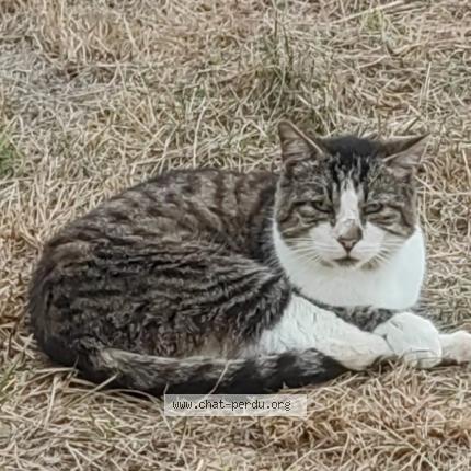 Photo 1/1 Found cat Found in Lormont