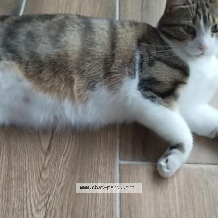 Photo 1/1 Tahiti Chat lost in St martin belle roche