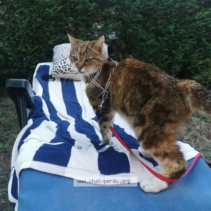 Photo 1/1 Minouche Chat lost in Vensac