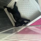 Picture of cat lost at Tourcoing