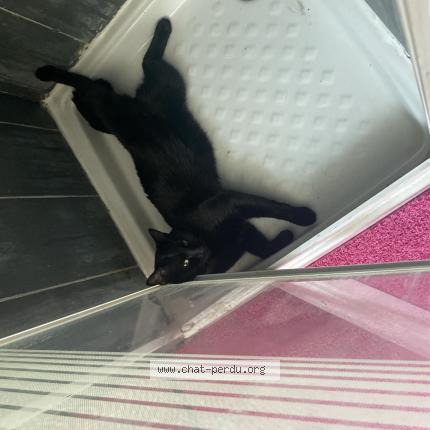 Photo 1/1 Baguera Chat lost in Tourcoing