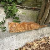 Picture of cat found at Bordeaux