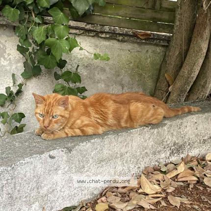 Photo 1/1 Found cat Found in Bordeaux