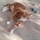 Picture of cat lost at Le Chesnay Rocquencourt