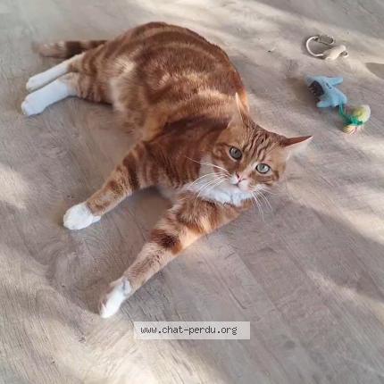 Photo 1/1 Marty Chat lost in Le chesnay rocquencourt