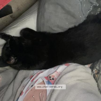 Photo 1/1 Shaka Chat lost in Guilers