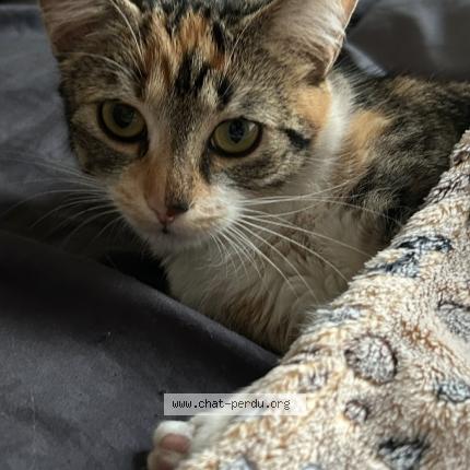 Photo 1/1 Violette Chat lost in La rochelle