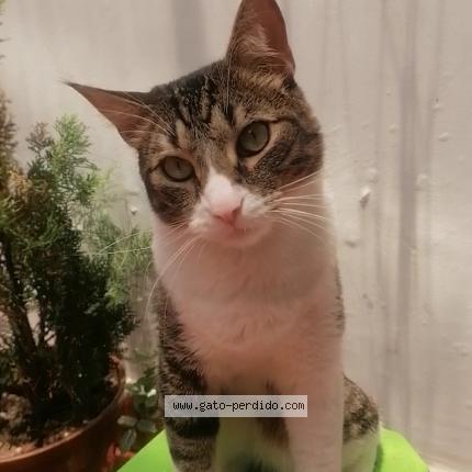 Photo 1/1 Tom Chat lost in Bogota