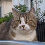 Picture of cat found at Garenne Colombes