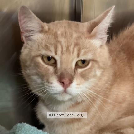 Photo 1/2 Found cat Found in Pennedepie