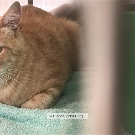 Photo 2/2 Found cat Found in Pennedepie