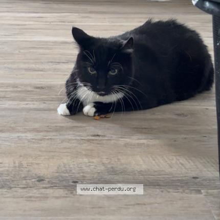 Photo 1/1 Loky Chat lost in Wasselonne