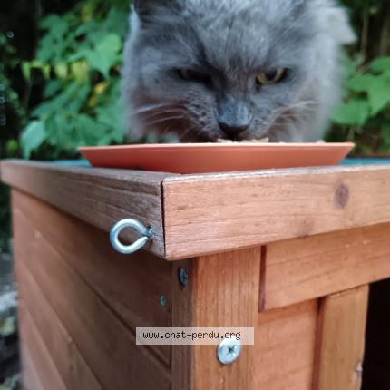 Photo 1/1 Cat reunited Found in Evreux