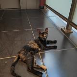 Picture of cat found at Castelnau Le Lez