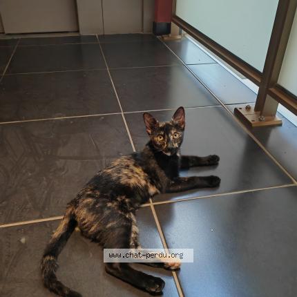 Photo 1/1 Found cat Found in Castelnau le lez