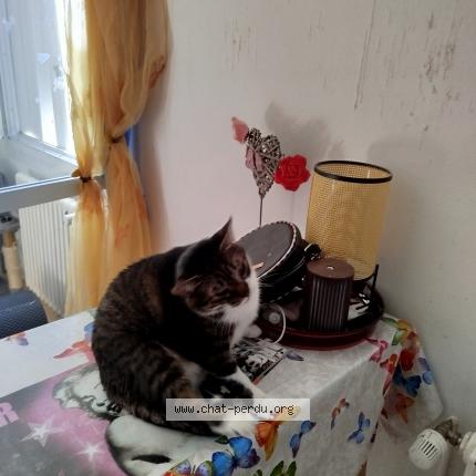 Photo 1/1 Joe Chat lost in La roche sur yon