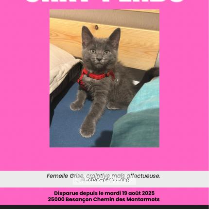 Photo 1/1 Maya Chat lost in Besancon