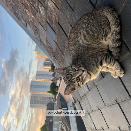 Photo 1/1 Athena Chat lost in Montlouis sur loire