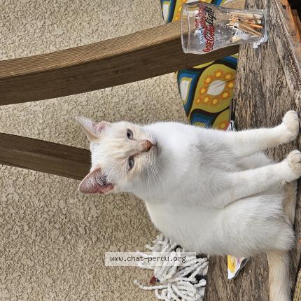 Photo 1/1 Found cat Found in Castets