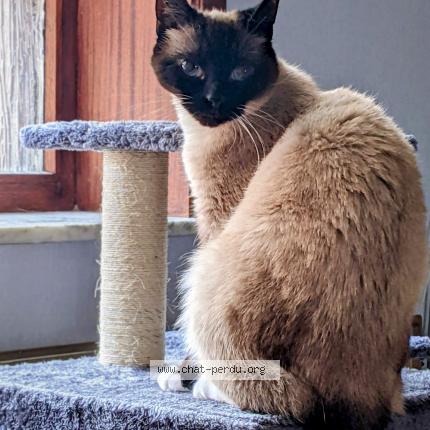Foto 1/1 Kat teruggevonden Vermist in Grivegnee