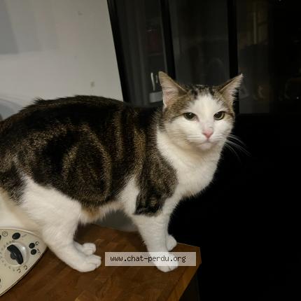 Photo 1/1 Onyx Chat lost in Grasse