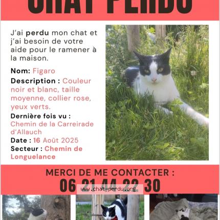 Photo 1/1 Fivaro Chat lost in Aubagne