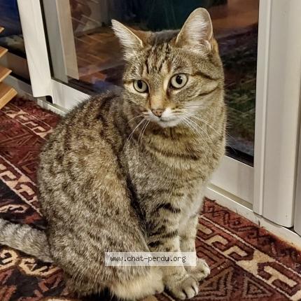 Photo 1/1 Ciboulette Chat lost in Saumur