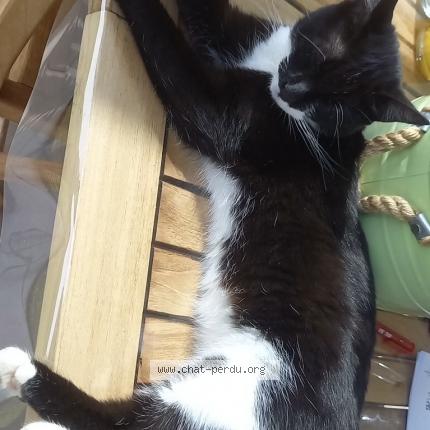 Photo 1/1 Bambou Chat lost in Costaros