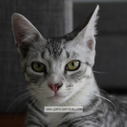 Photo 1/1 Sarten Chat lost in Santa fe