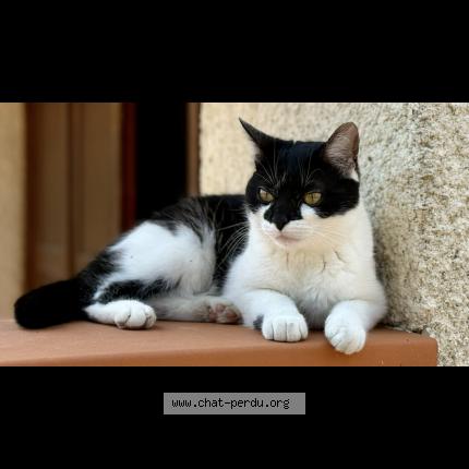 Photo 1/1 Valkyrie Chat lost in Muret