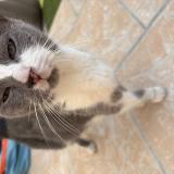 Picture of cat found at Saint Sauveur