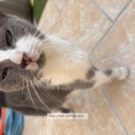 Photo 1/1 Found cat Found in Saint sauveur