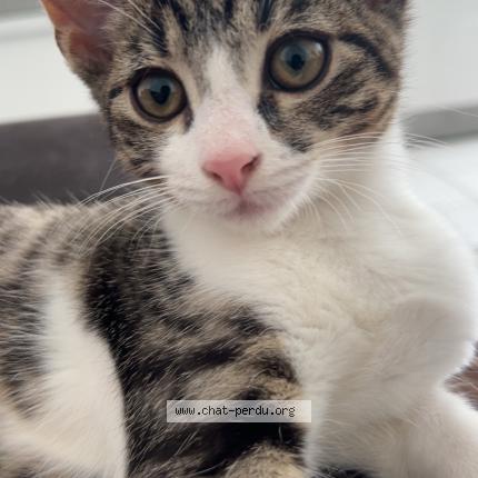 Photo 1/1 Aiko Chat lost in Metz grange aux bois