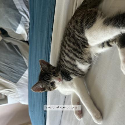 Photo 1/1 Aïko Chat lost in Metz