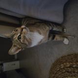 Picture of cat found at Luxeuil Les Bains