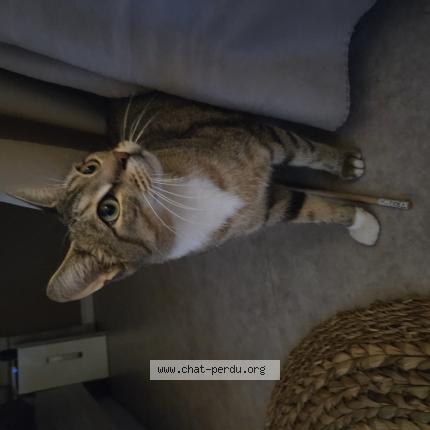 Photo 1/1 Found cat Found in Luxeuil les bains