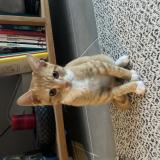 Picture of cat found at Nantes