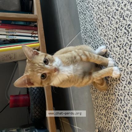 Photo 1/1 Found cat Found in Nantes